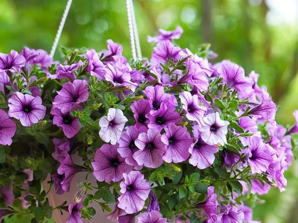 Hanging Baskets on Front Porch